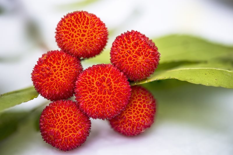 Edible Selection