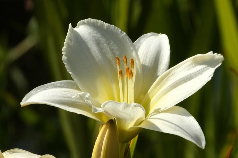 Daylilies